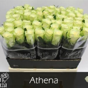 Athena 60cm