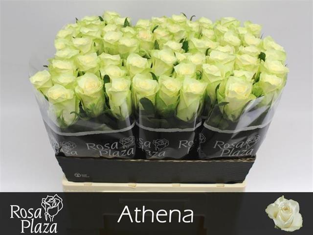 athena 60plaza
