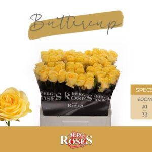 Buttercup 60cm