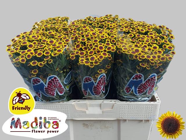 0x1464B13D2B190EF360083D7EEC29EABC1FB274CD