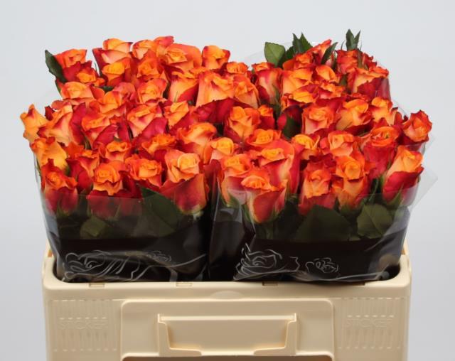 0xF270C176DA9DE0361935326B148E58946ED6624E