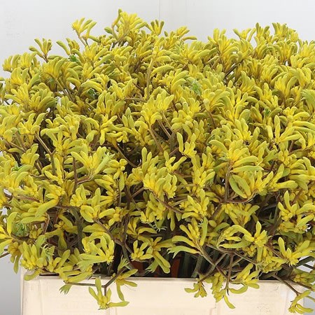 Anigozanthos-Bush-Down-60cm