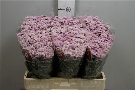 CHR_SAN_MAD_TUMBI_RO