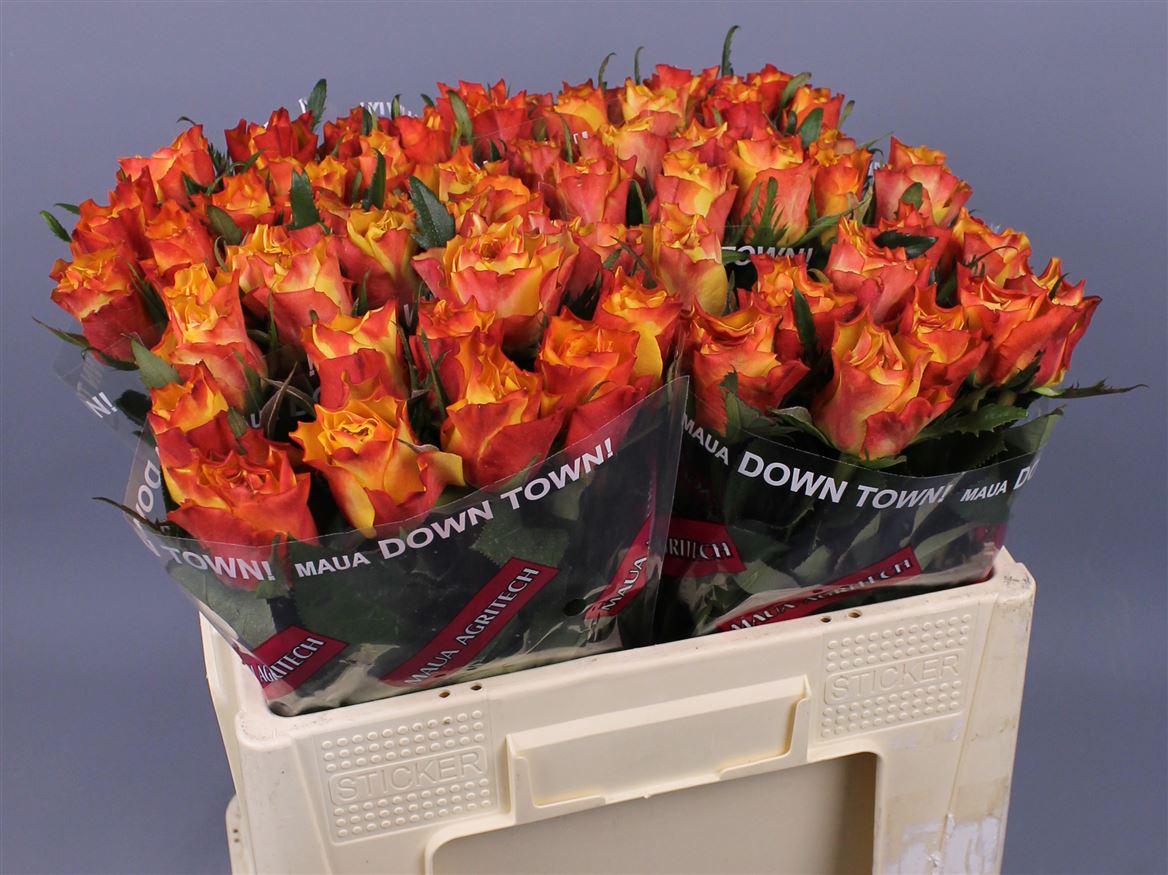 K282424_108521_50_H_2