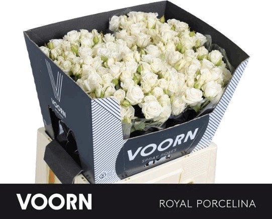 Voorn - Rosa sp royal porcelina