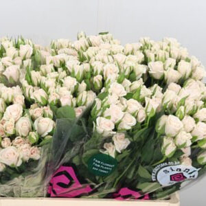 Royal Porcelina 50cm