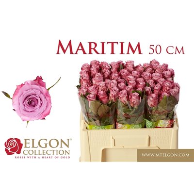 maritm 50