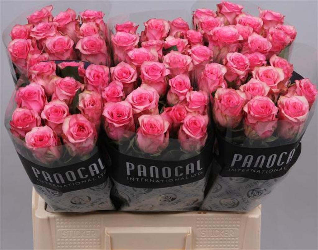 rosa-gr-pink-shadow-pink-florasystem-žilina-ponuka-predaj-rezané-kvety