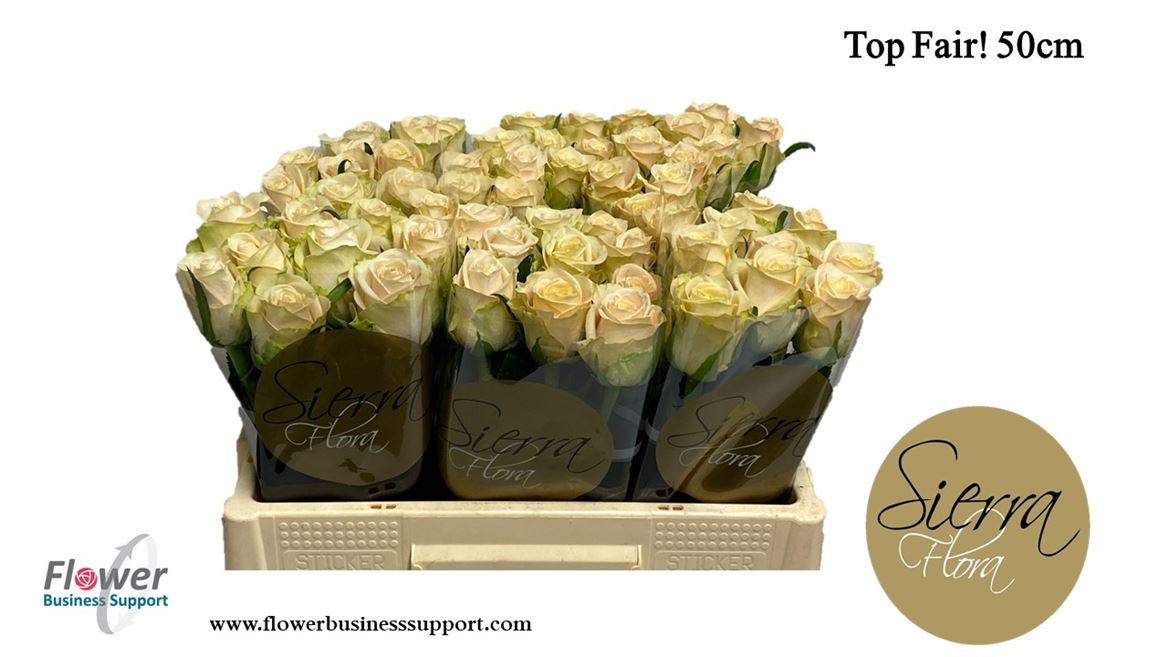 0xAF745D818A2958E0E9D1B50E0774514A319C0E55