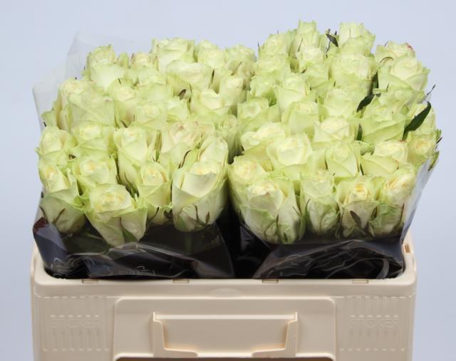 0xD56BCF2A5810DFACE1C2EBD5DAB34D46DAF7BE81