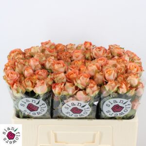 Juice Sensation 60cm