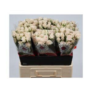 Royal Porcelina 50cm