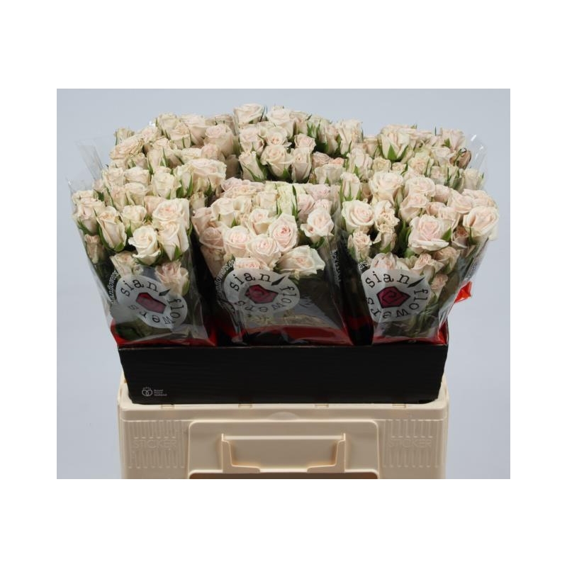 KRROYP6-LIVE_fotos-0x788A44D74BD78D7FE53F93BF0A574A7749DD9447