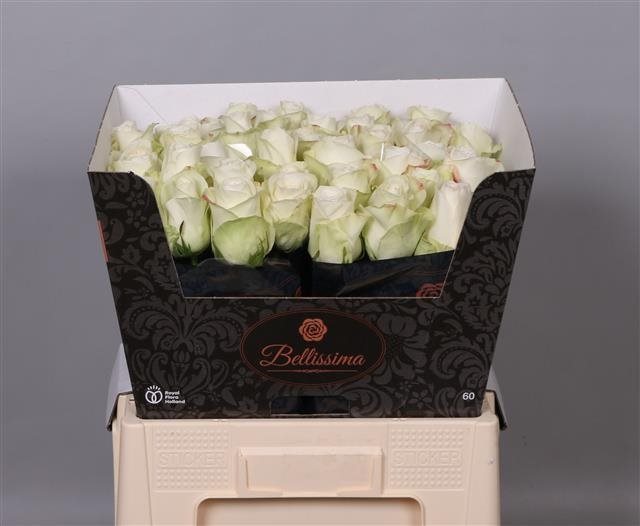 R GR ALBA 60-1497087