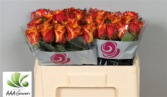 R GR DOWNT40-1611577