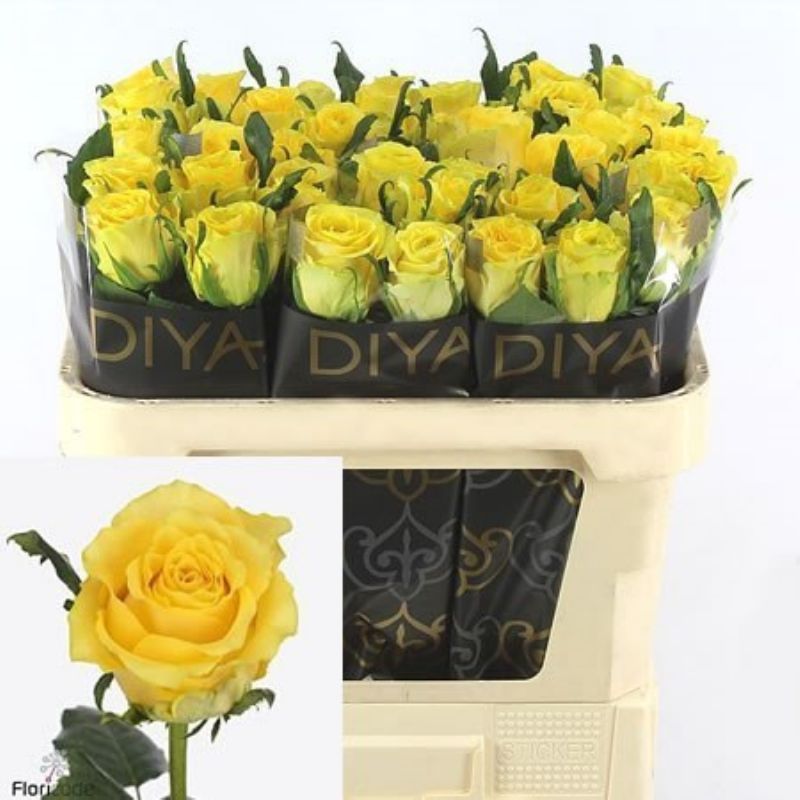 Skintos_R-GR-GOLDEN-SMILE_800_Rose-Golden-Smile-60cm