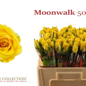 Moonwalk 50cm