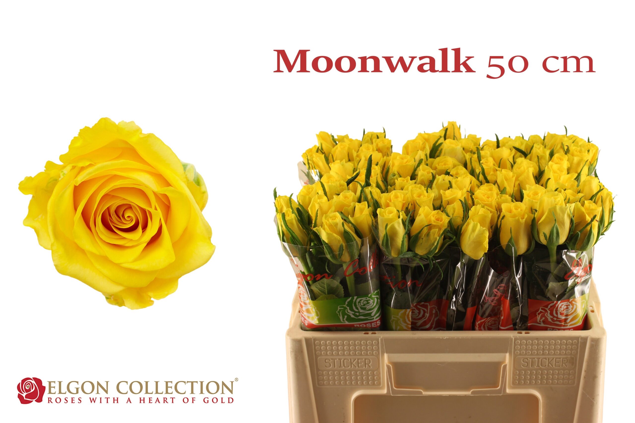 c65781d6eac66-3136763