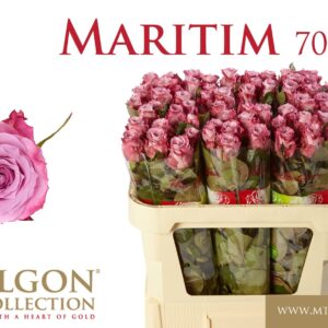 Maritim 70cm