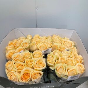 Avalanche Peach 60cm