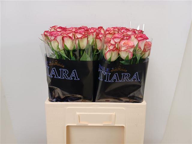 0x9ACBB7D79F17B9C35943E91D51041B6A3831B475