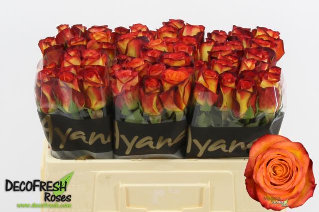 0xB5A28EE29FC0EB20C81CE635F0EFB56BFAE75725