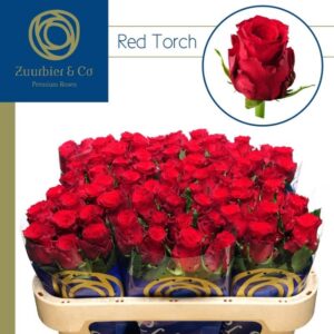 Red Torch 70cm