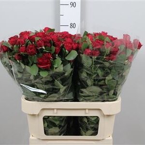 Red Trendsetter 70cm