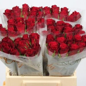 Perfect Illusion 50cm