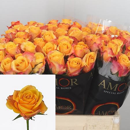 Rose-Lady-Butterfly-60cm