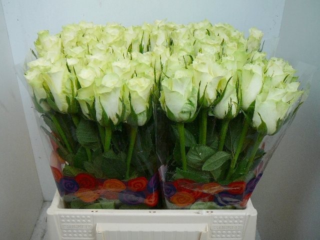 SANDERSI.AT40-1974091