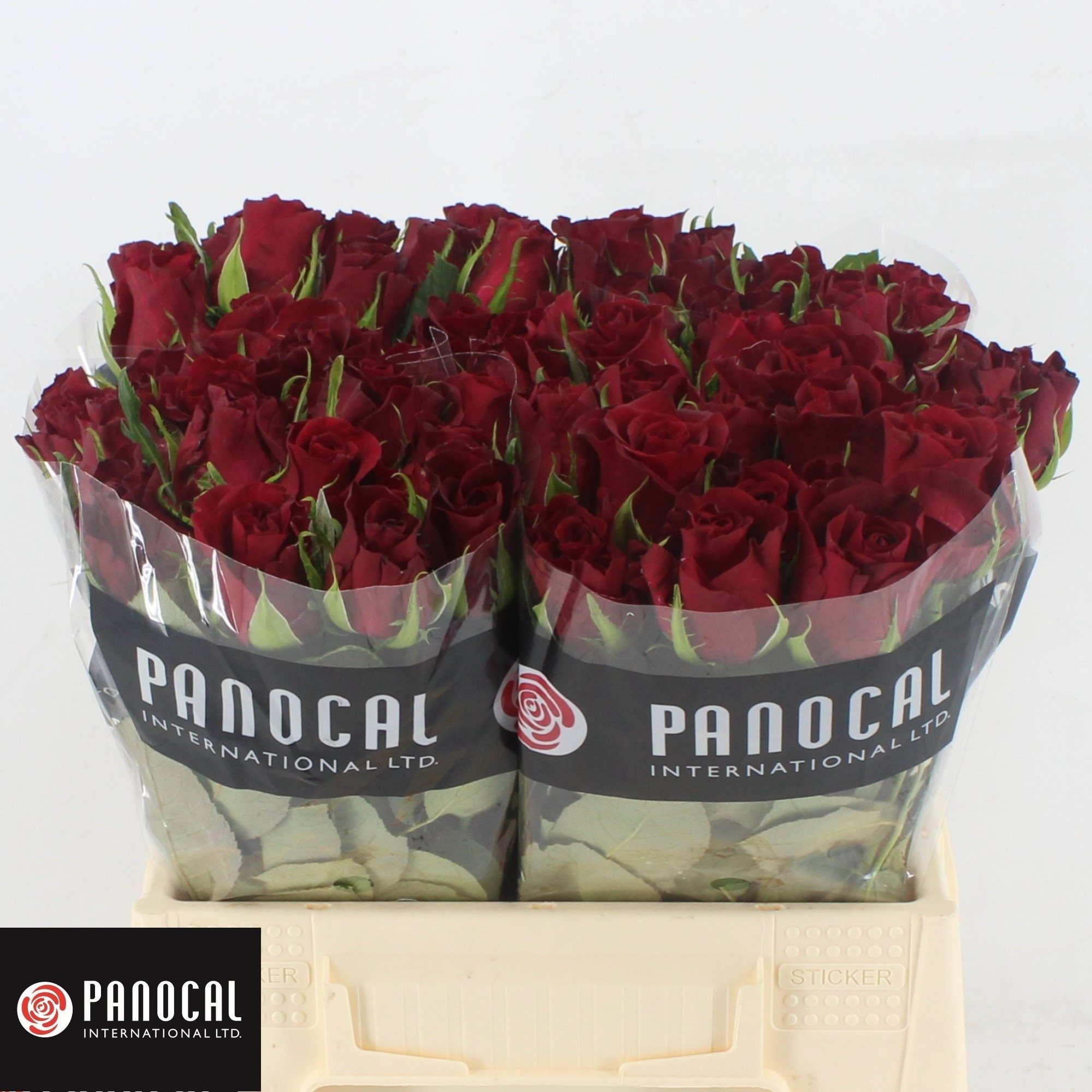 burgudy 40 cm-2878884