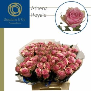 Athena Royale 60