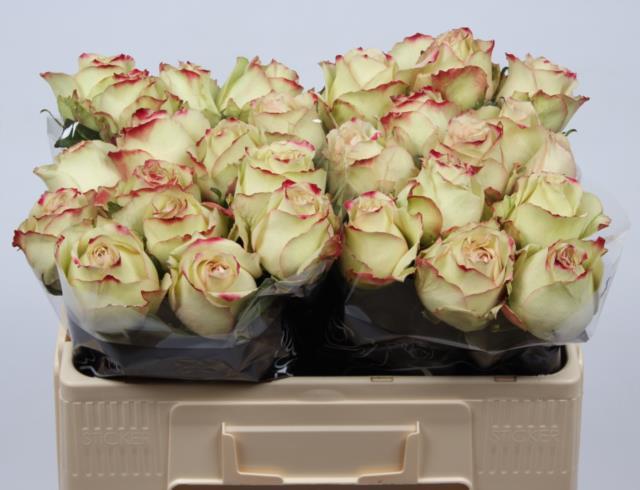 0x6FC8AA338BD13A91308684708FEF5099D3845A20