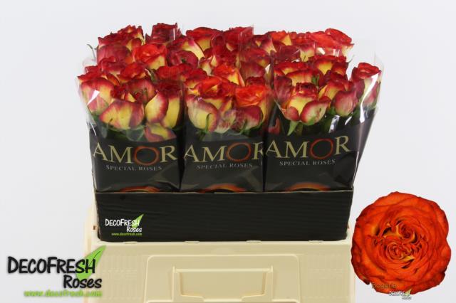 0x851703371E2D37098F5B39B8C41DED5F0EC89E0E