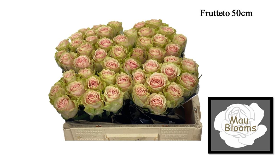 0xA082E1545221B9830B0A81449C59102259B04803