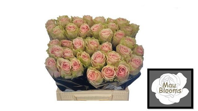 0xD28EA5EAA48FC7EC06D56E727EDDA6C199623378