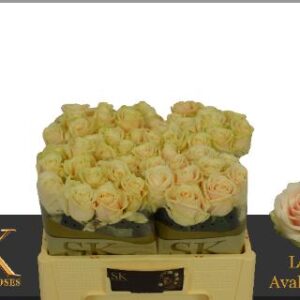 Lovely Avalanche 50cm