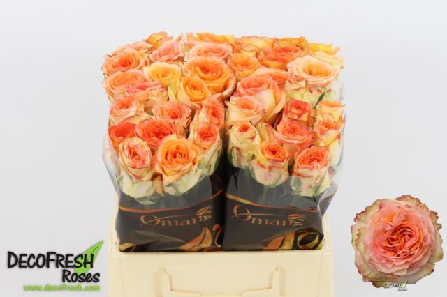 0xF620E0FB31708ED44FAC9EC1AC0BBDB684D8E366