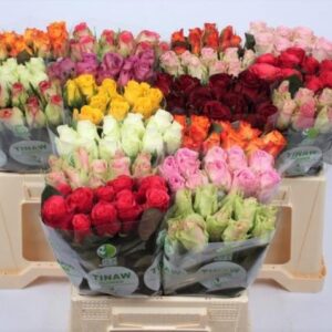 Gemengd (misto) 40cm