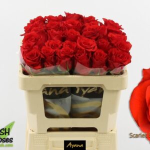 Scarlet explorer 60cm