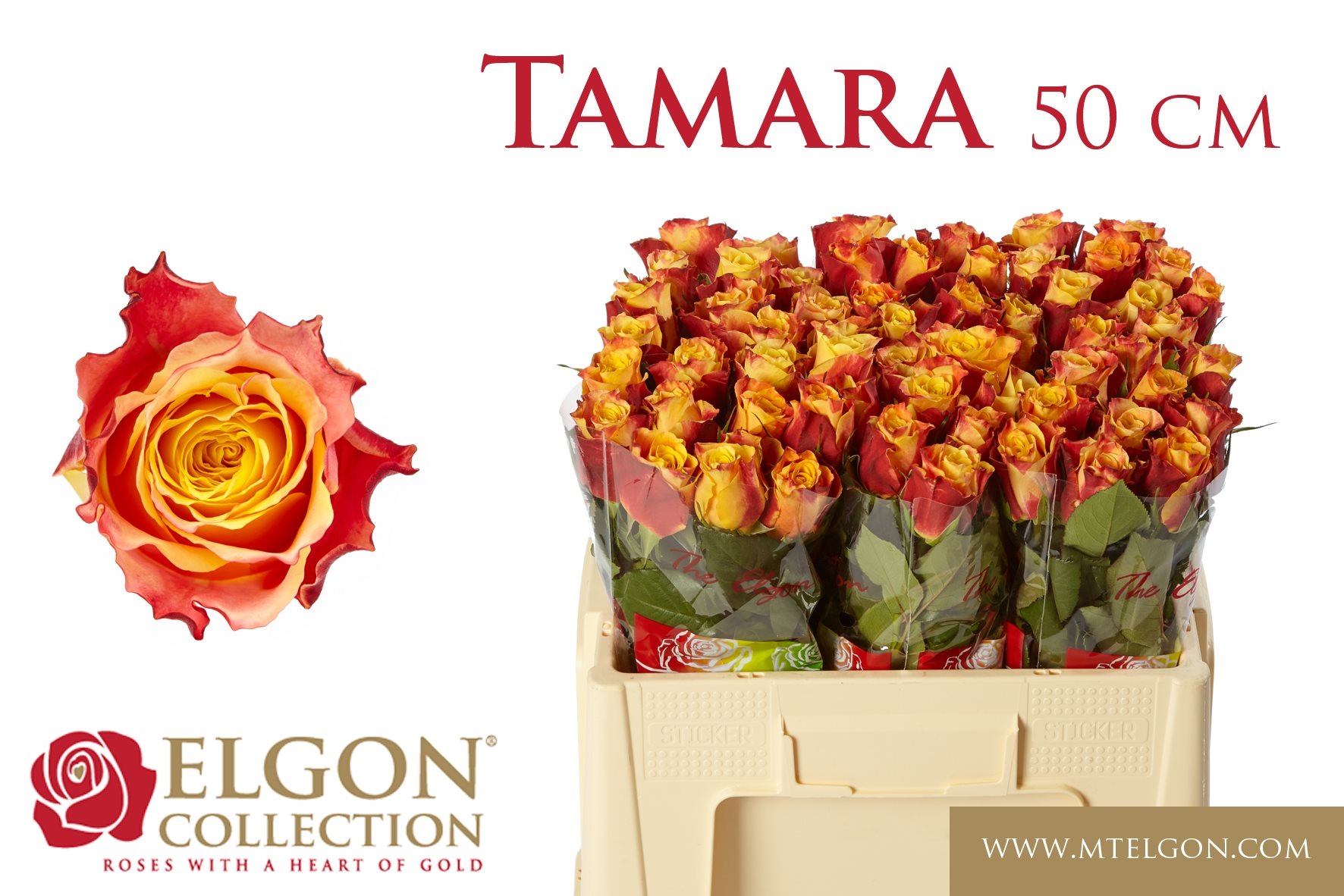 78120e1aa126b-3375078