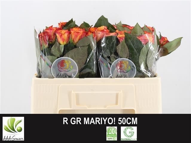 R GR MARIY 50-2826196
