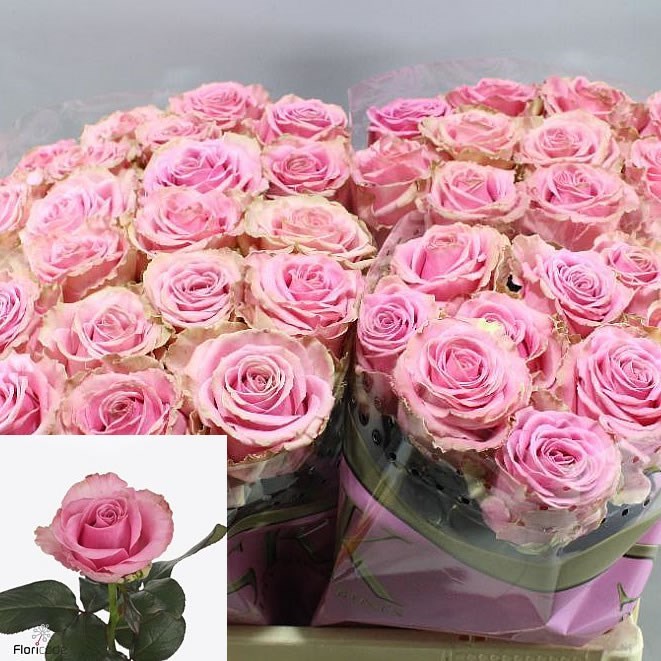 Rose-Honey-Avalanche-50cm-1