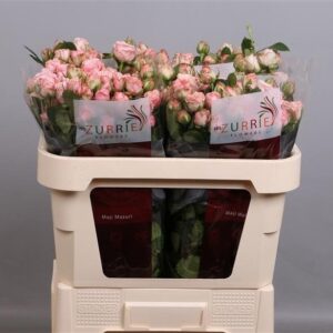 Madam Bombastic 70cm