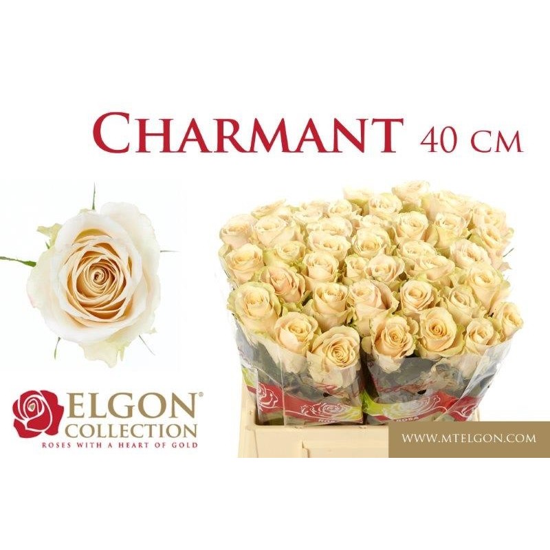 r-gr-charmant-elgon-collection