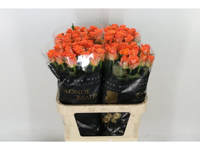 B026039_0000005963_H_2-640x480