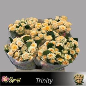 Trinity 40cm