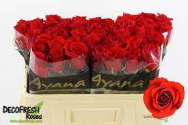 Scarlet explorer 40cm