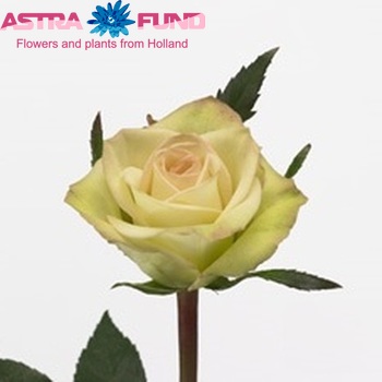 watermarked_rosa-grootbloemig-green-fashion_1553000382